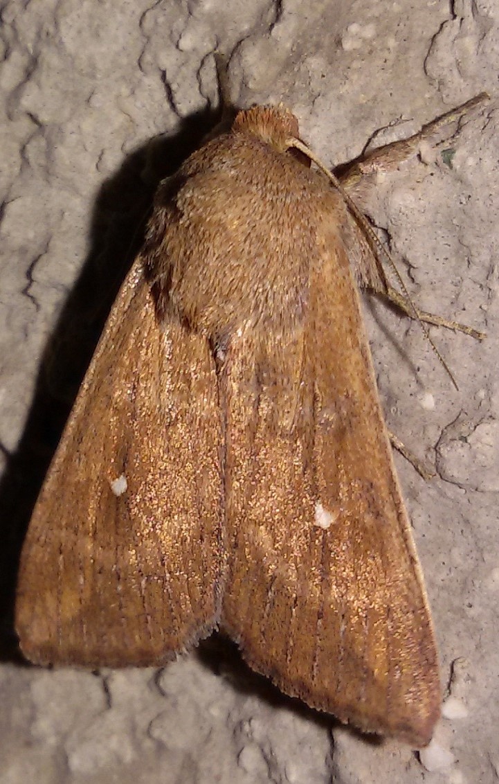 Mythimna albipuncta, Noctuidae? S