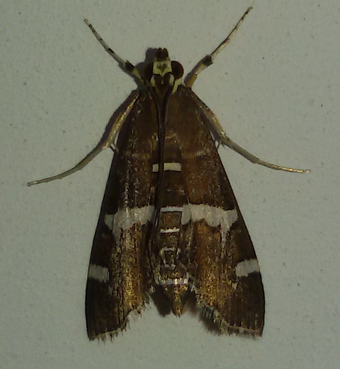 Spoladea recurvalis