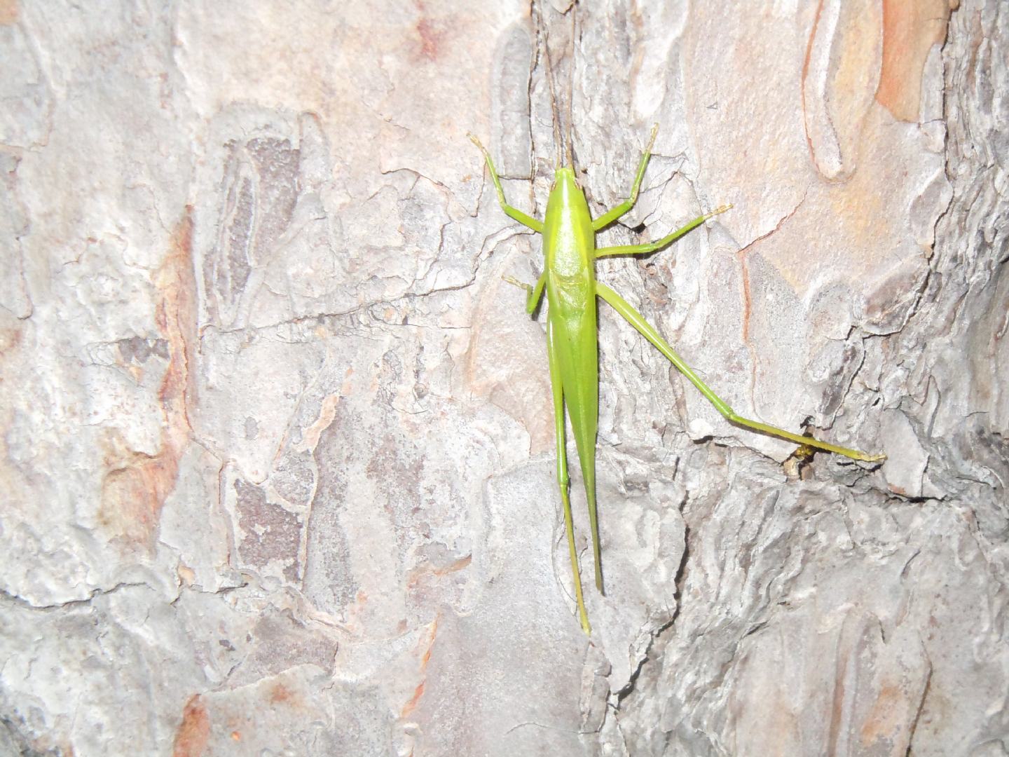 Ruspolia nitidula (Conocephalidae)