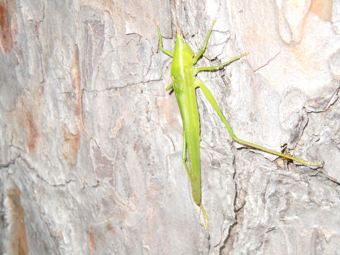 Ruspolia nitidula (Conocephalidae)