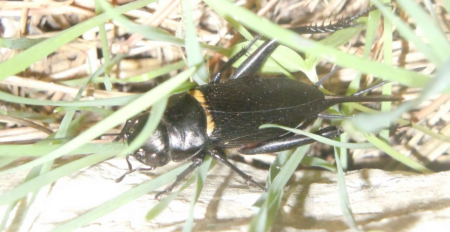 Gryllus bimaculatus, femmina (Gryllidae)