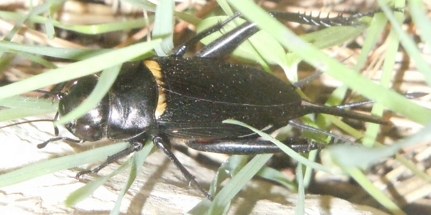 Gryllus bimaculatus, femmina (Gryllidae)