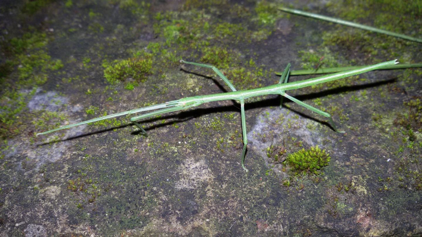 Phasmatodea: giovanissimo Bacillidae.