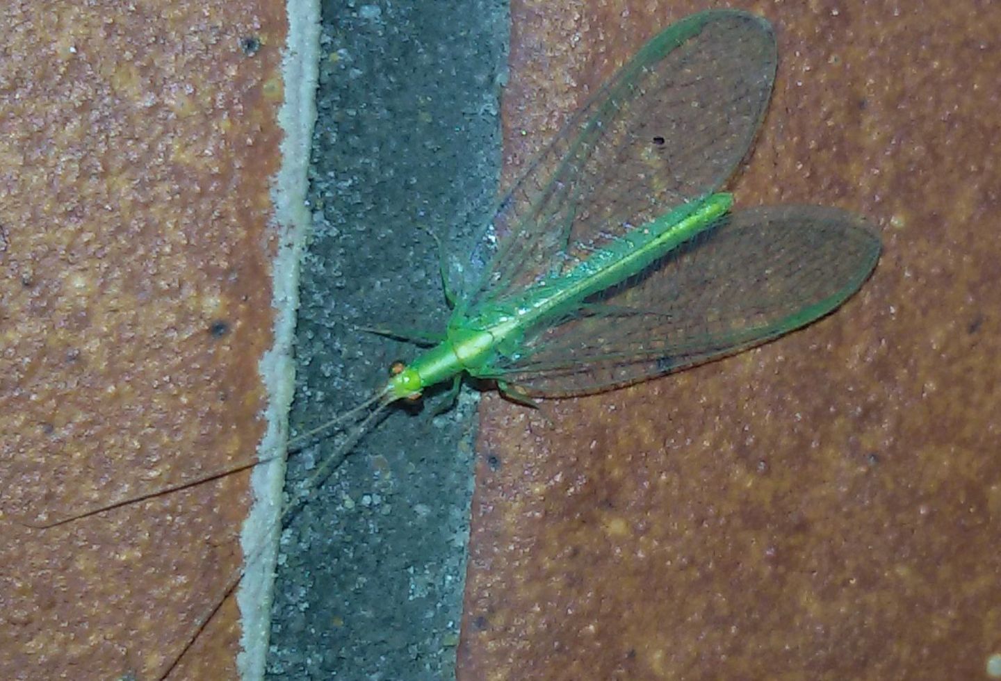 Chrysopidae: Chrysoperla sp.