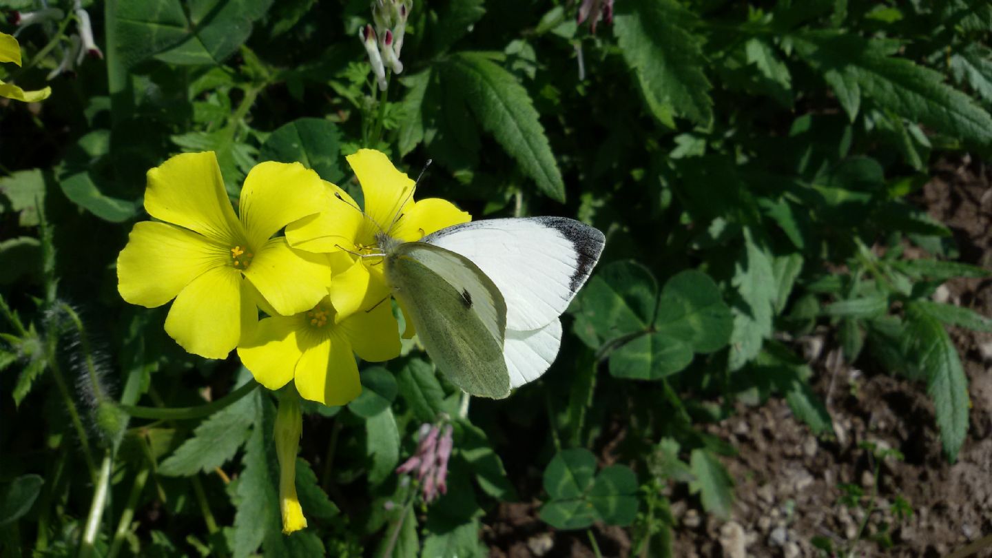 Pieris brassicae maschio? S