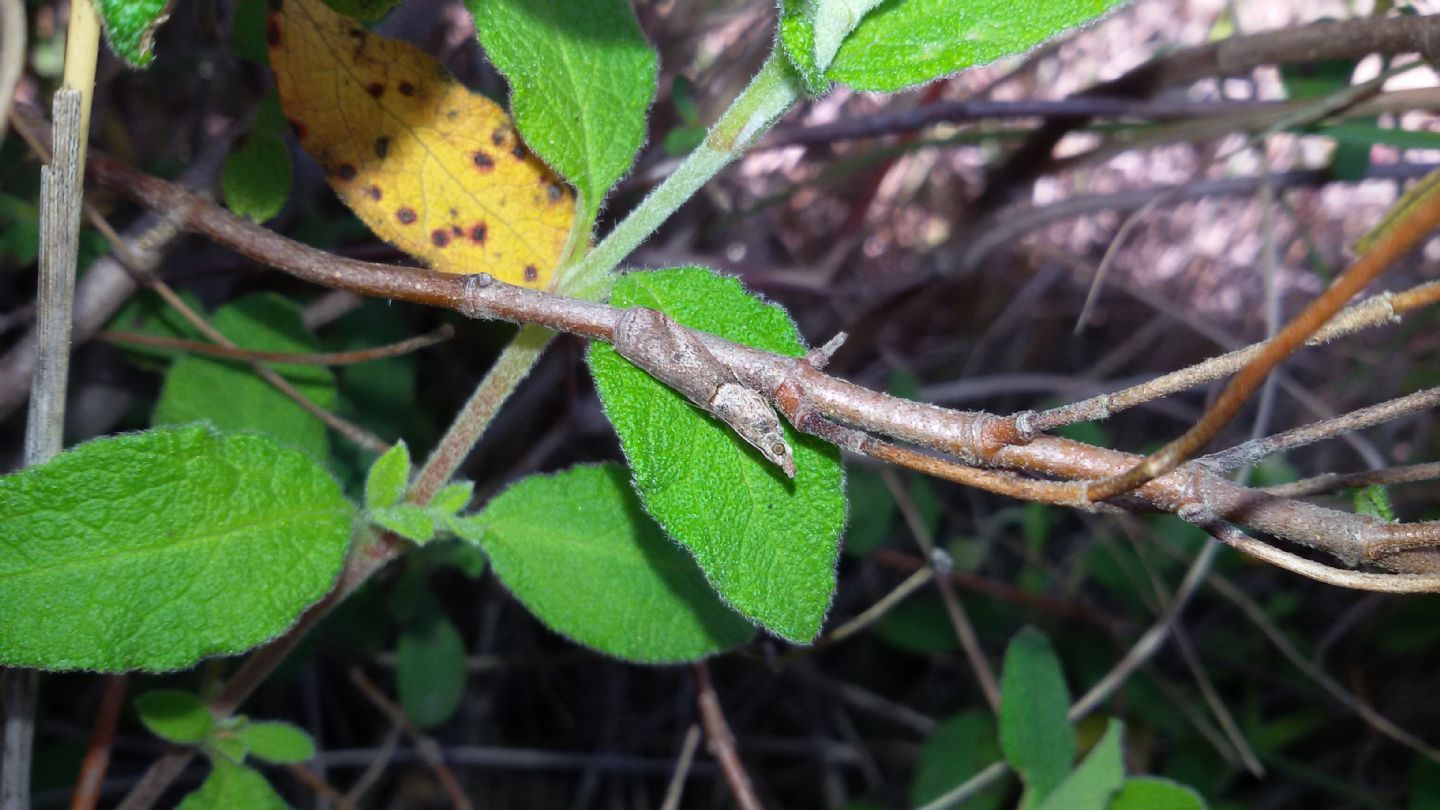 Rametto da identificare - Pyralidae Phycitinae