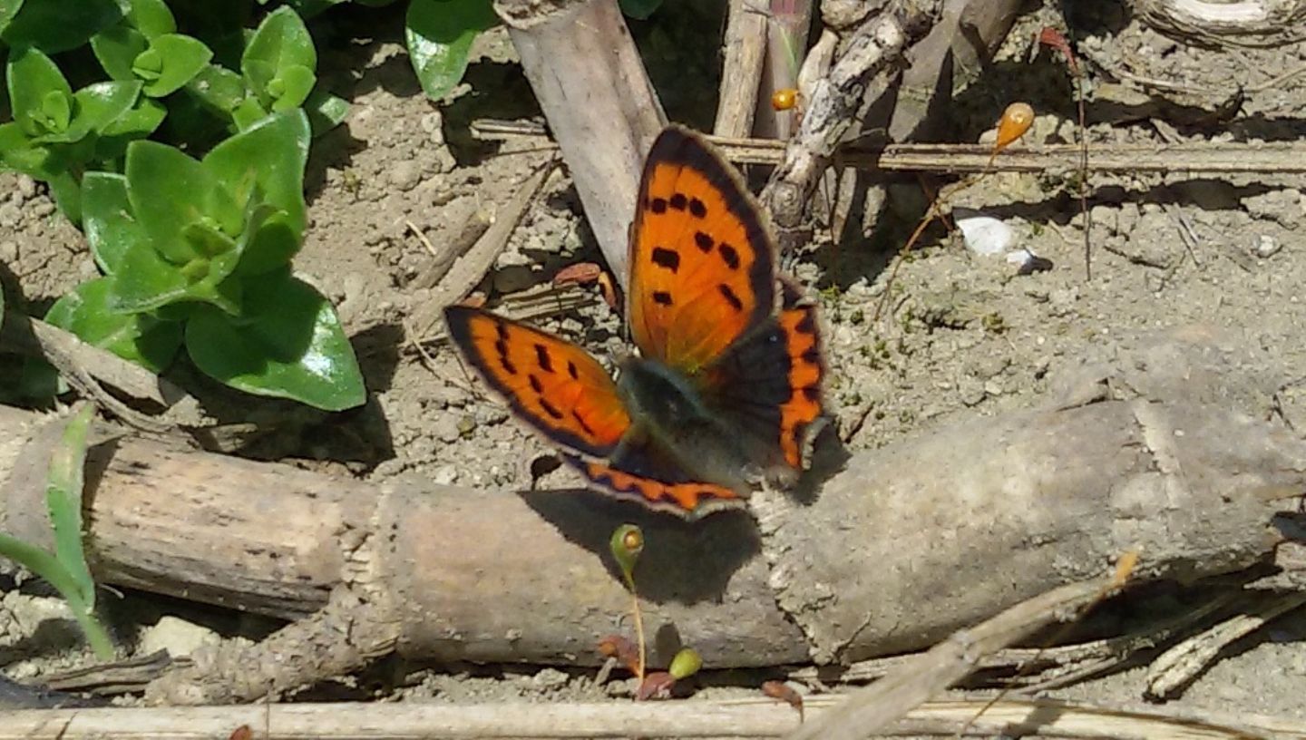 Lycaena phlaeas