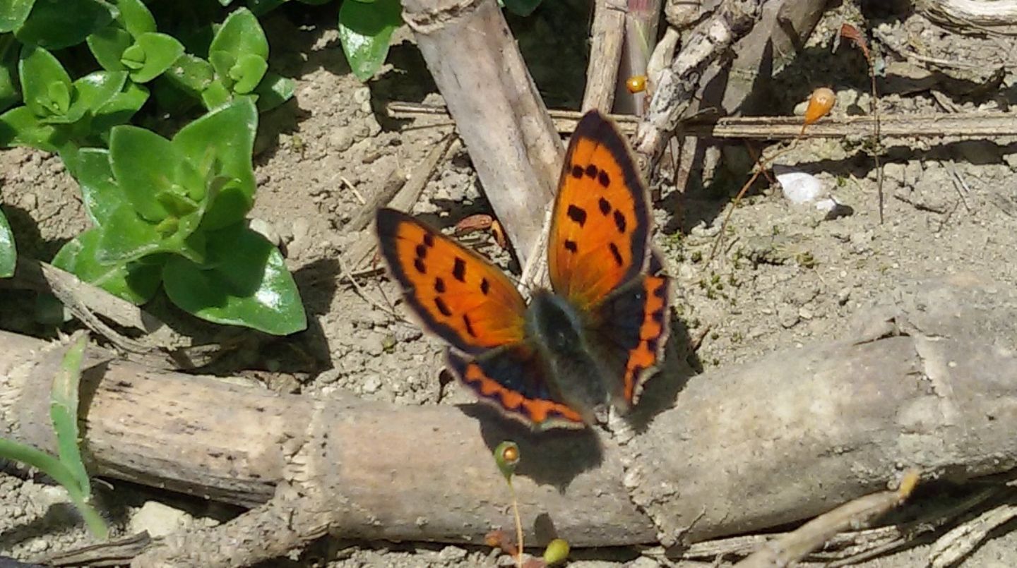 Lycaena phlaeas