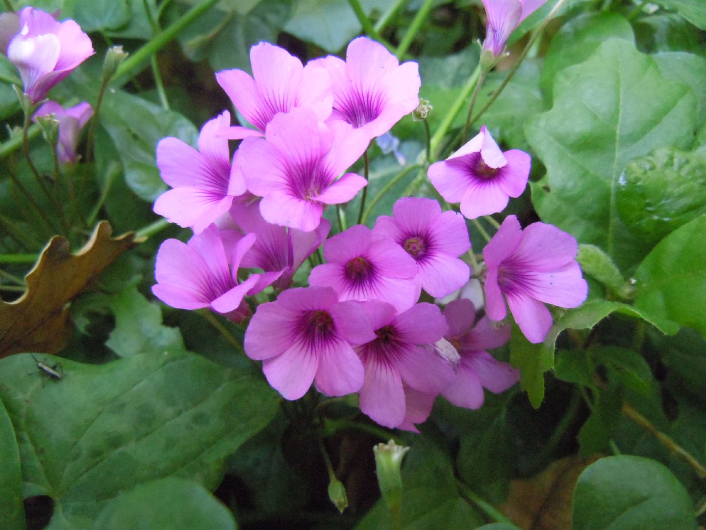 Oxalis articulata  (Oxalidaceae)