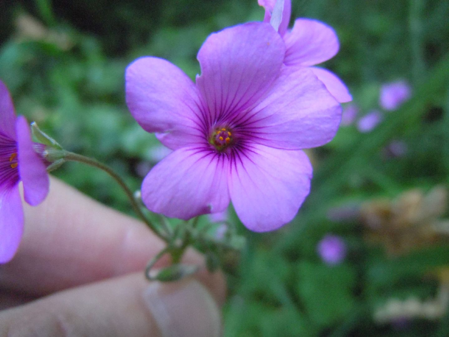 Oxalis articulata  (Oxalidaceae)