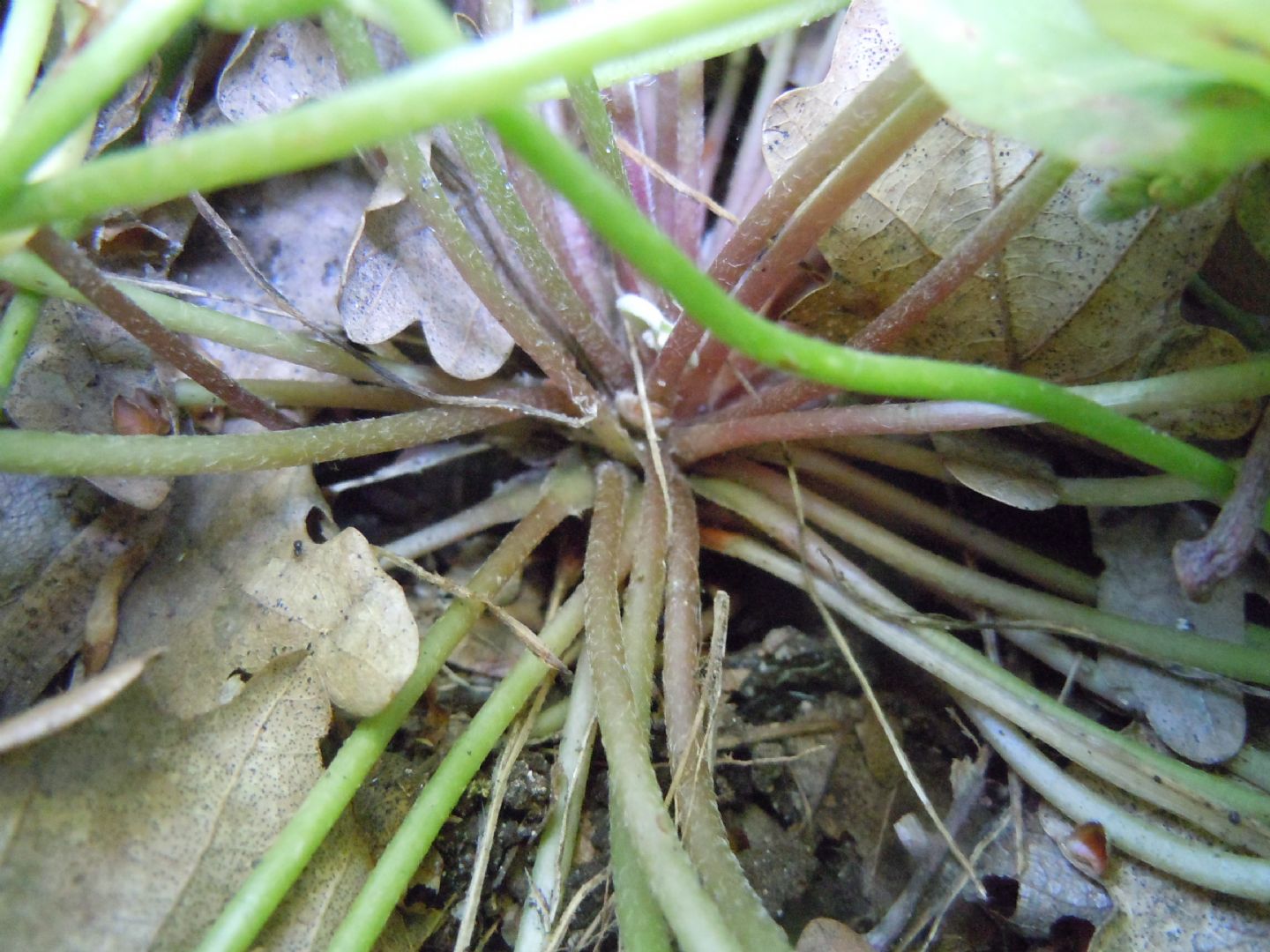 Oxalis articulata  (Oxalidaceae)