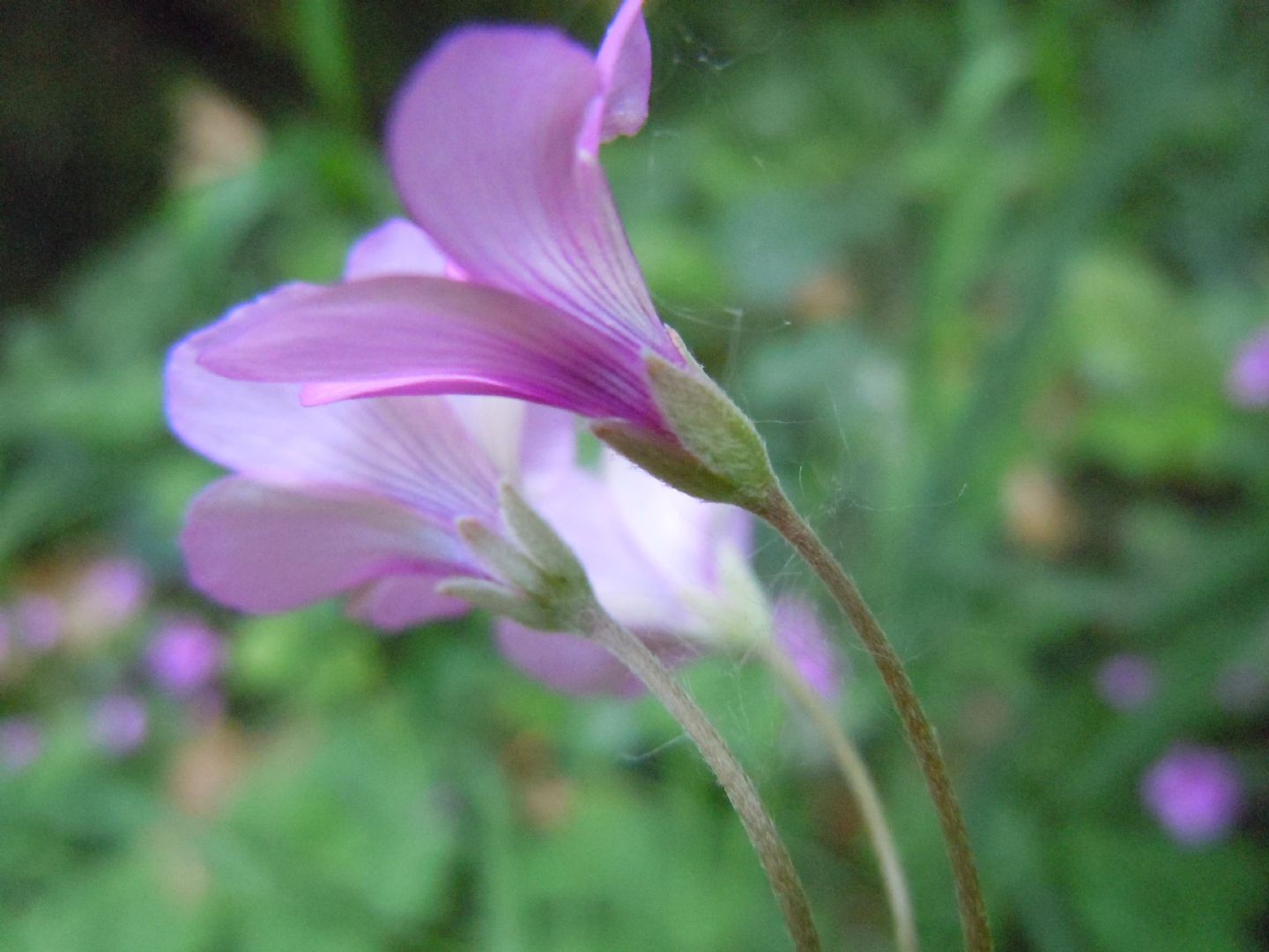 Oxalis articulata  (Oxalidaceae)