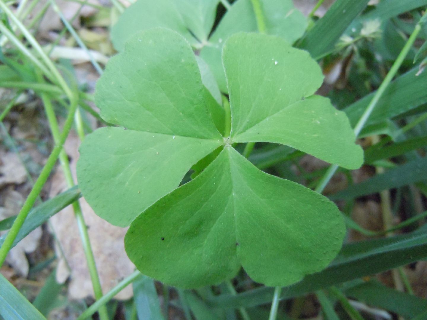 Oxalis articulata  (Oxalidaceae)