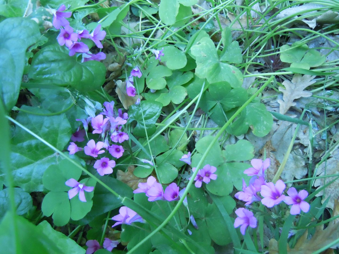 Oxalis articulata  (Oxalidaceae)