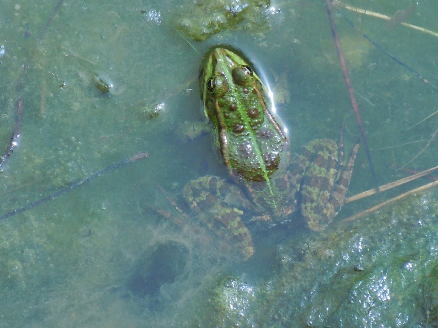 Pelophylax? S (provincia di Napoli)