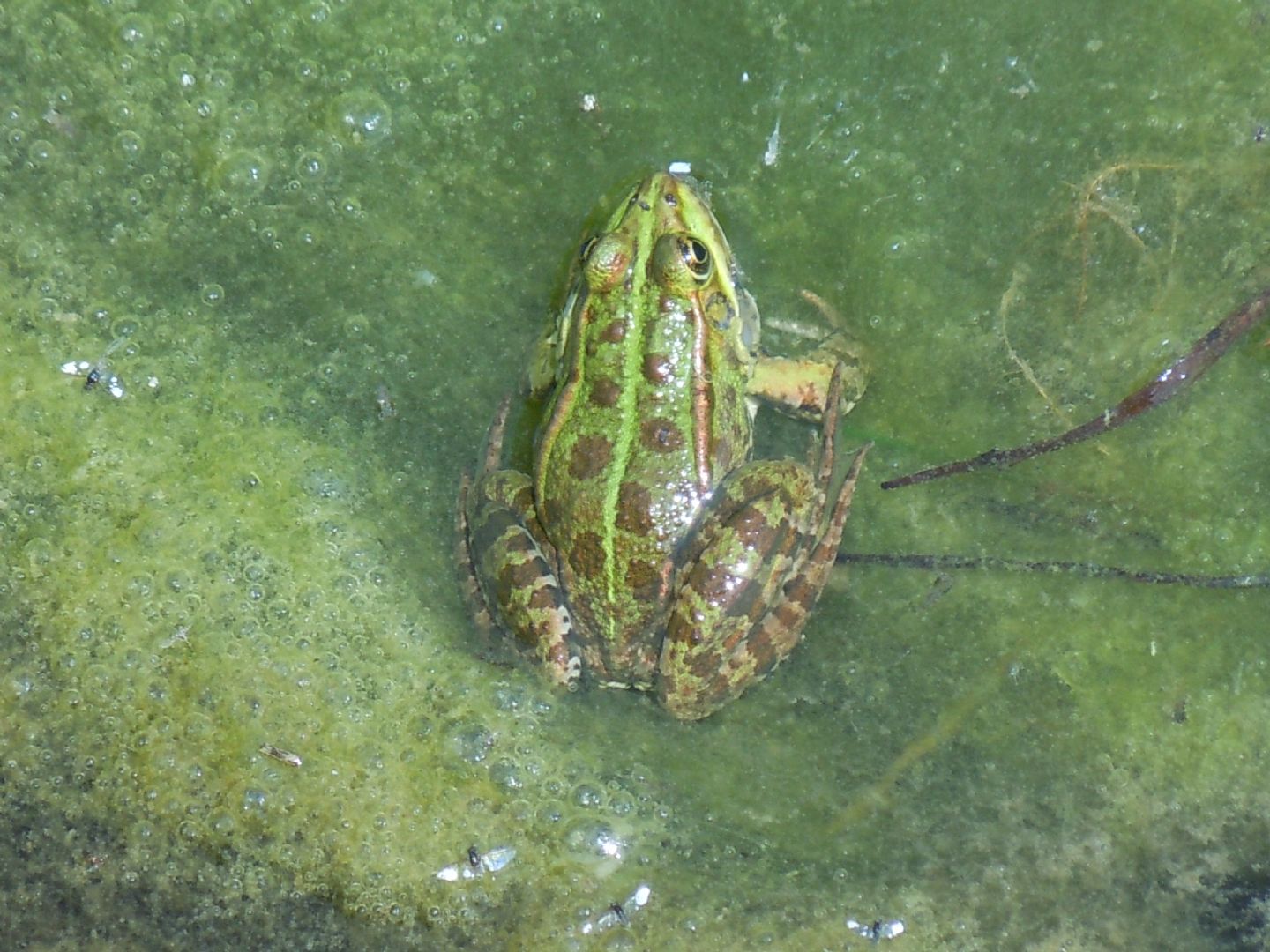 Pelophylax? S (provincia di Napoli)