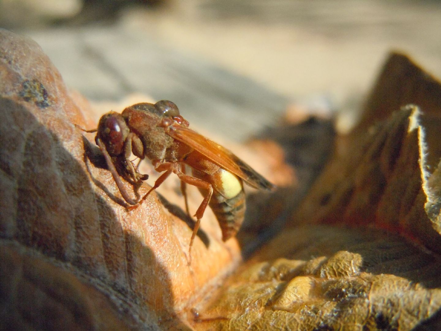 Vespidae: Rhynchium oculatum? S.