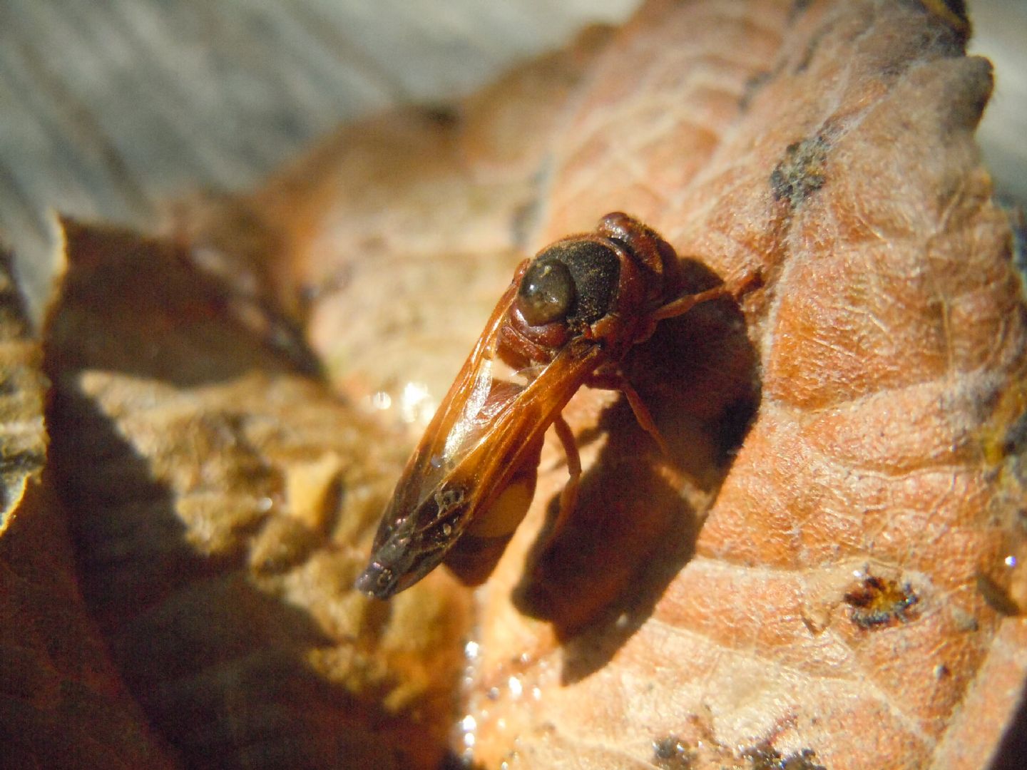 Vespidae: Rhynchium oculatum? S.