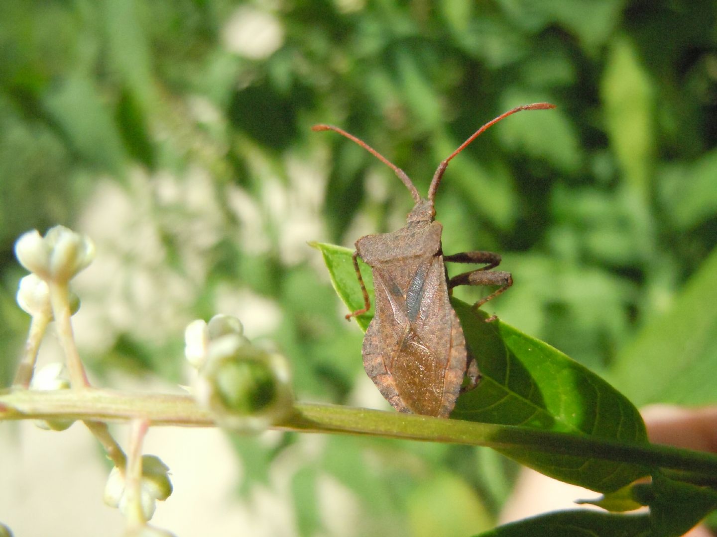 Coreus marginatus: ninfe, adulti e accoppiamento