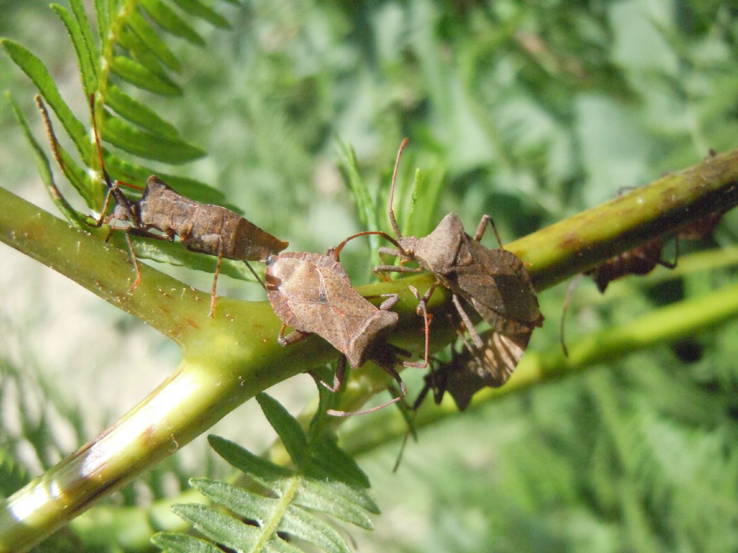 Coreus marginatus: ninfe, adulti e accoppiamento