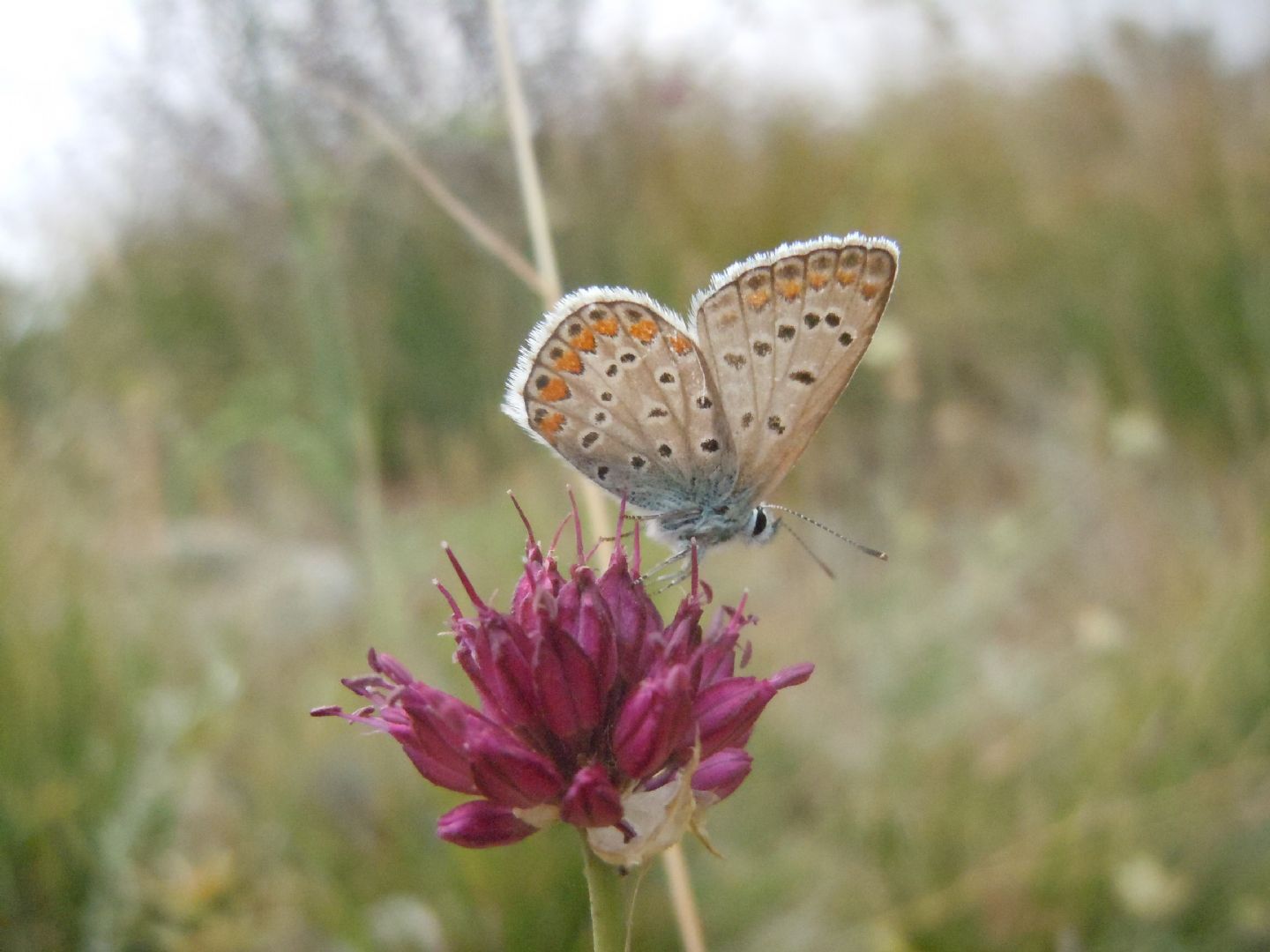 Polyommatus (Polyommatus) icarus