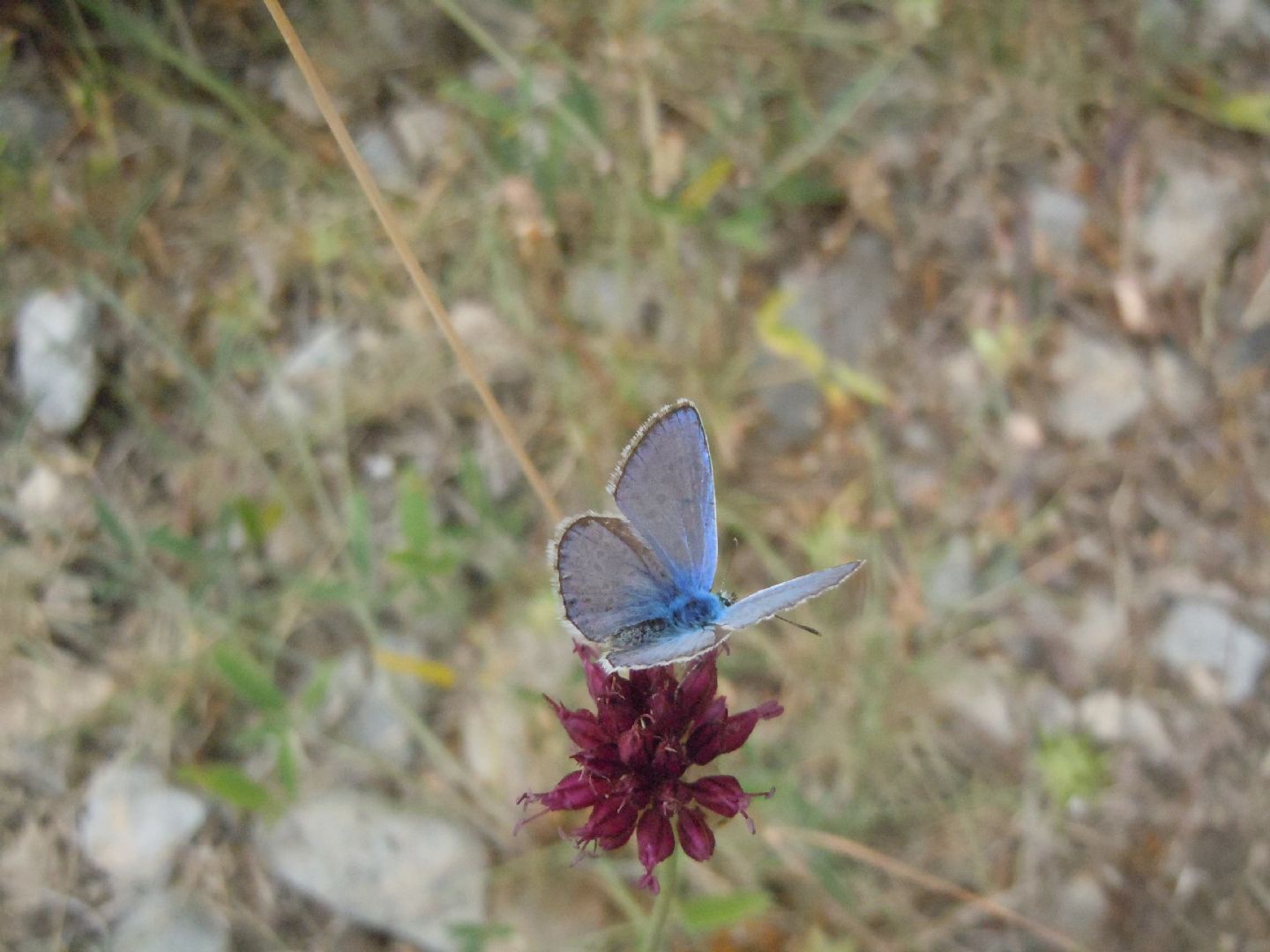 Polyommatus (Polyommatus) icarus