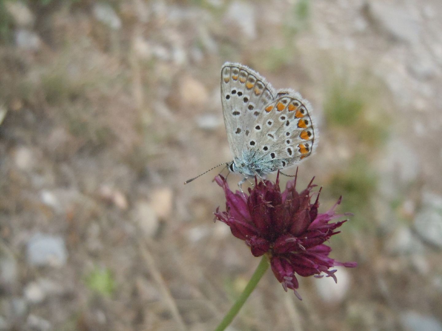 Polyommatus (Polyommatus) icarus