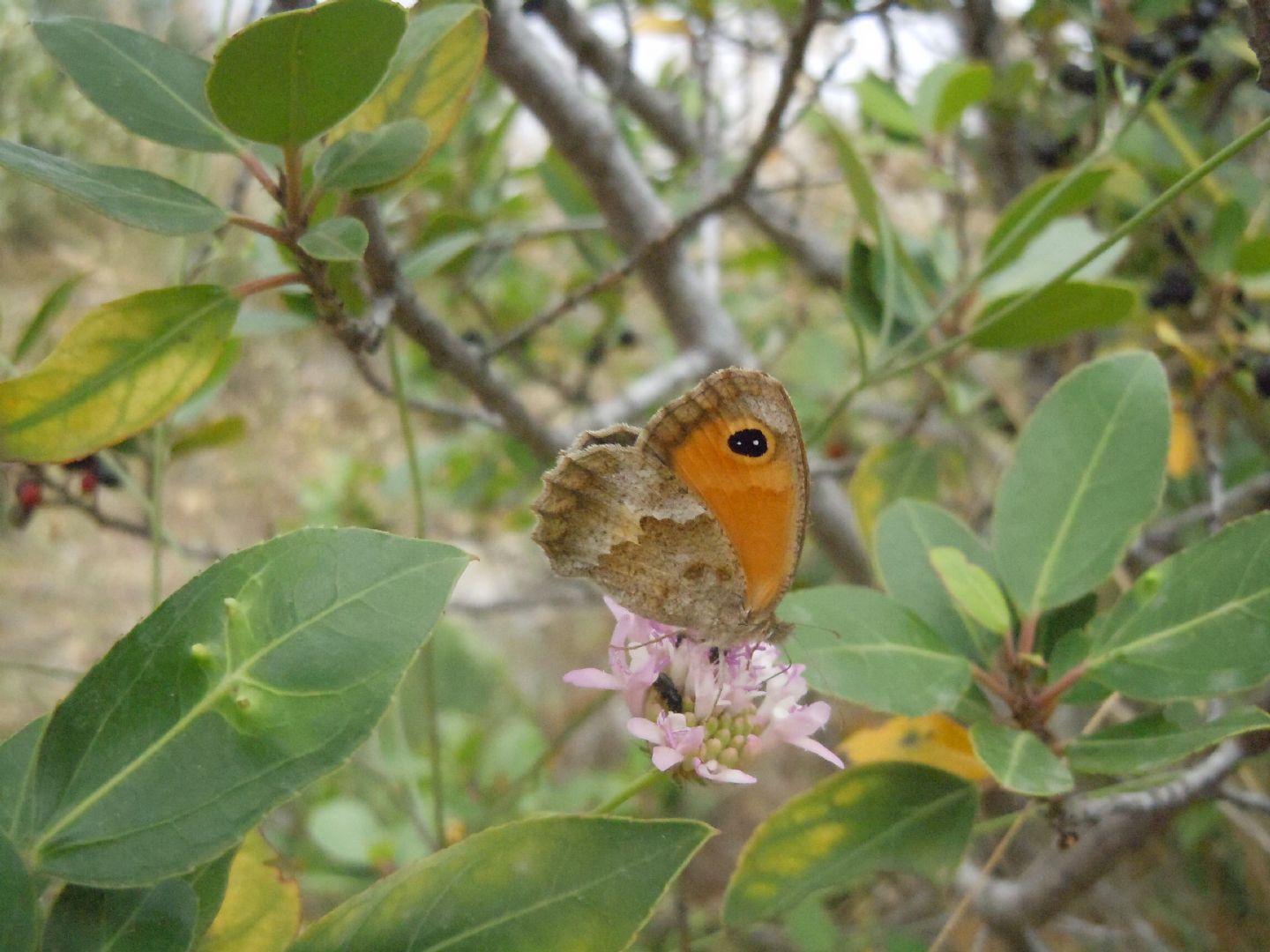 Pyronia (Idata) cecilia