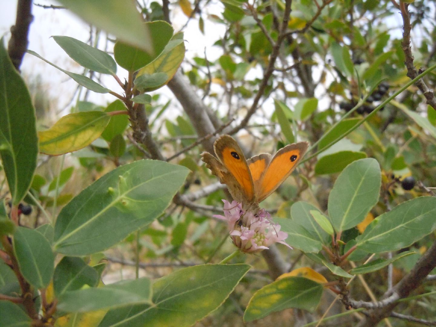 Pyronia (Idata) cecilia