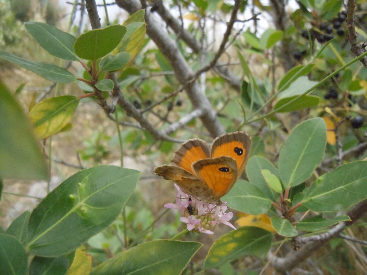 Pyronia (Idata) cecilia