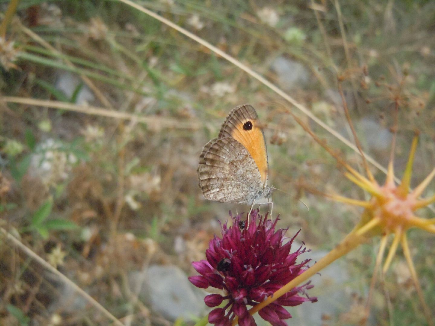 Pyronia (Idata) cecilia