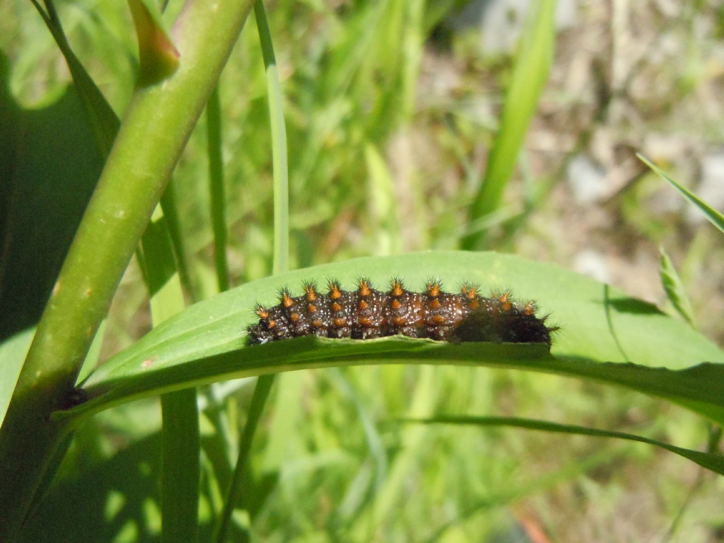 Bruco di Melitaea nevadensis