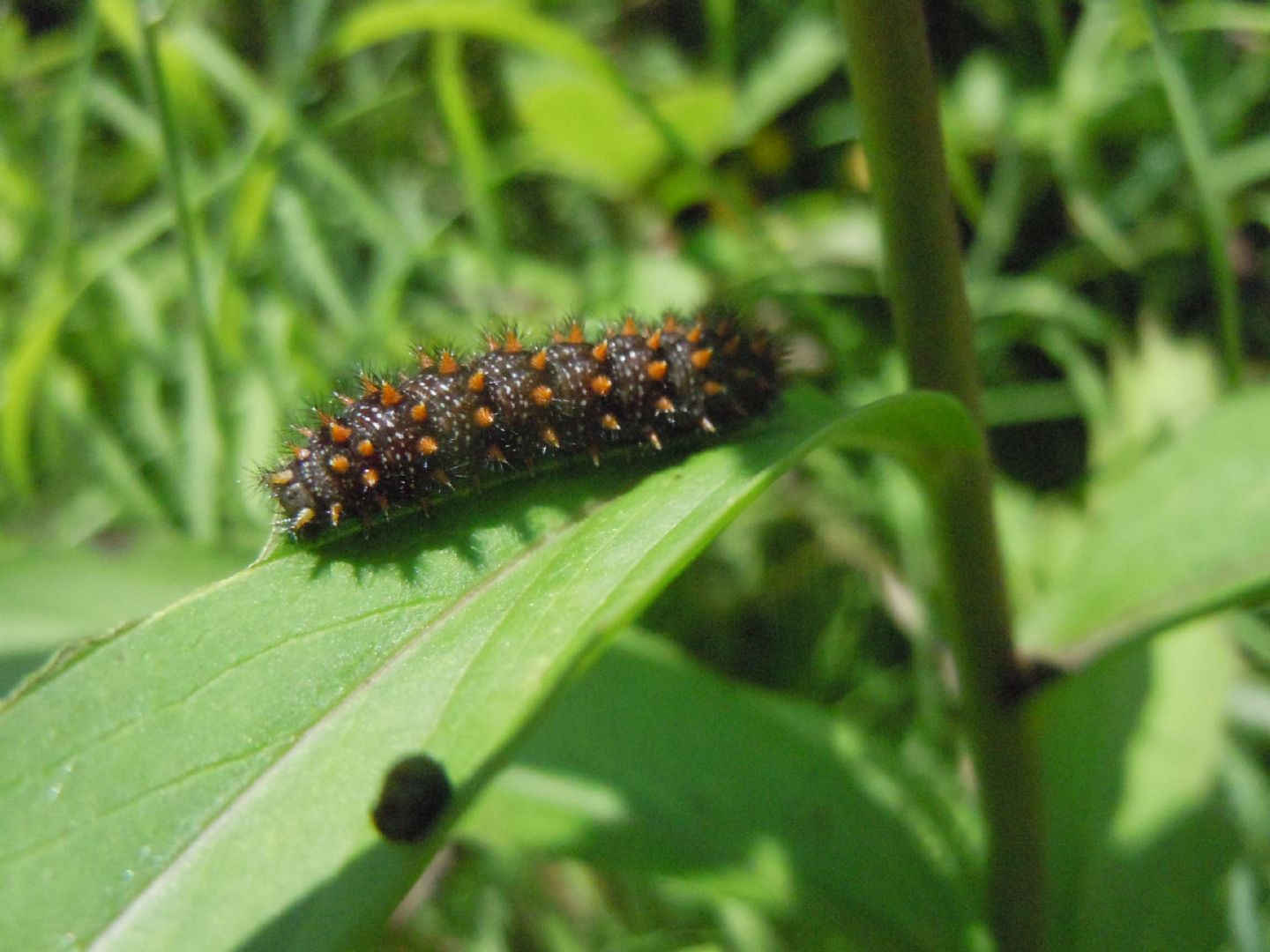 Bruco di Melitaea nevadensis