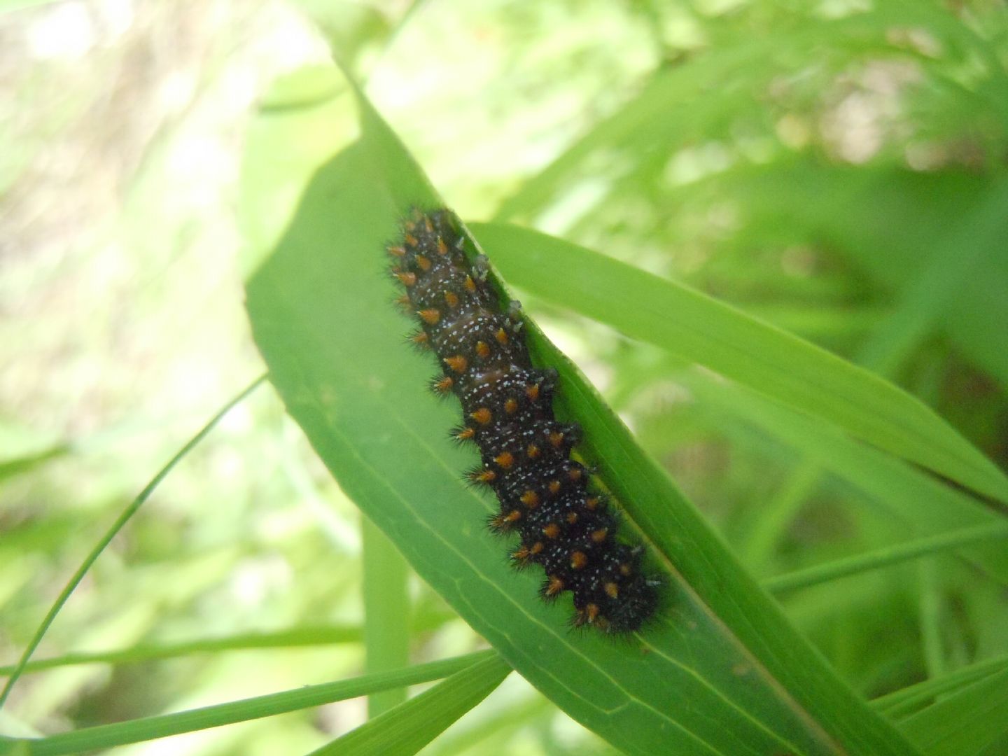 Bruco di Melitaea nevadensis