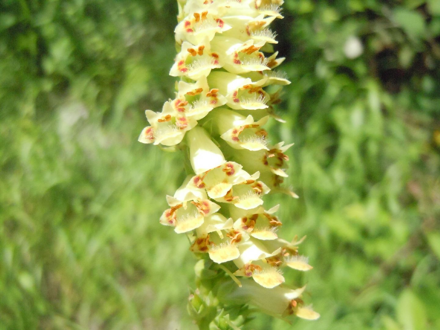 Digitalis micrantha (=Lutea  subsp.australis)