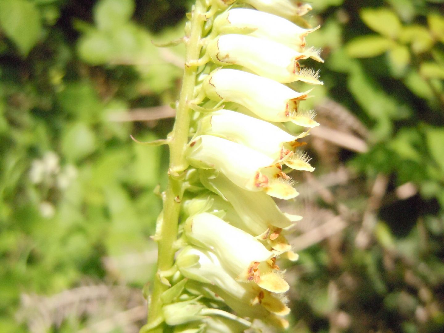 Digitalis micrantha (=Lutea  subsp.australis)