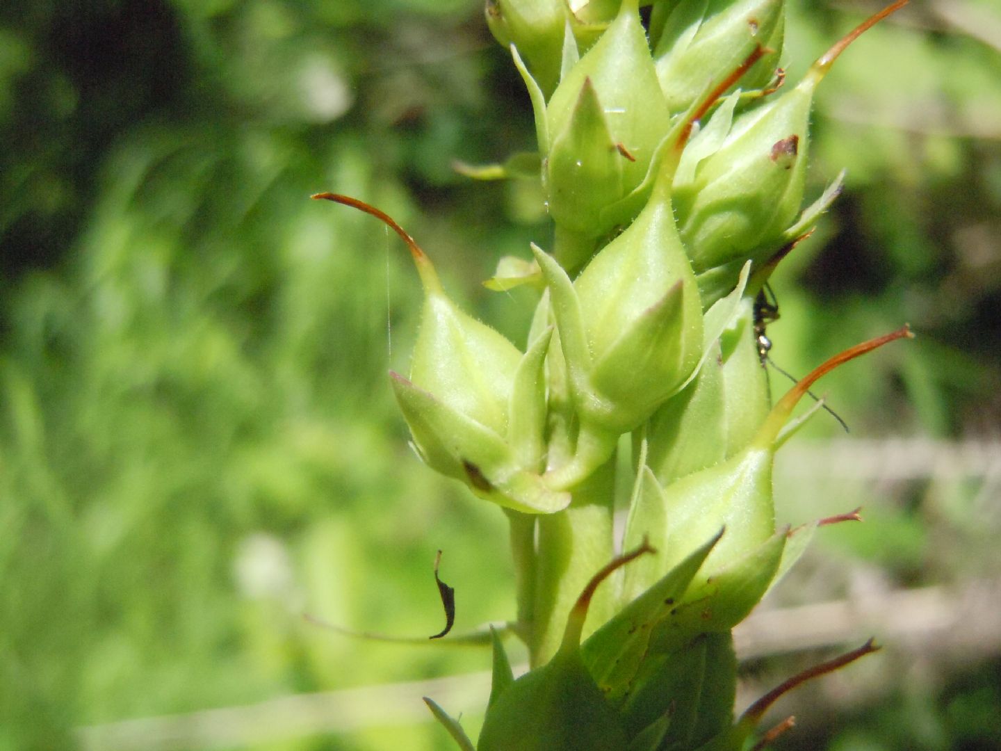 Digitalis micrantha (=Lutea  subsp.australis)