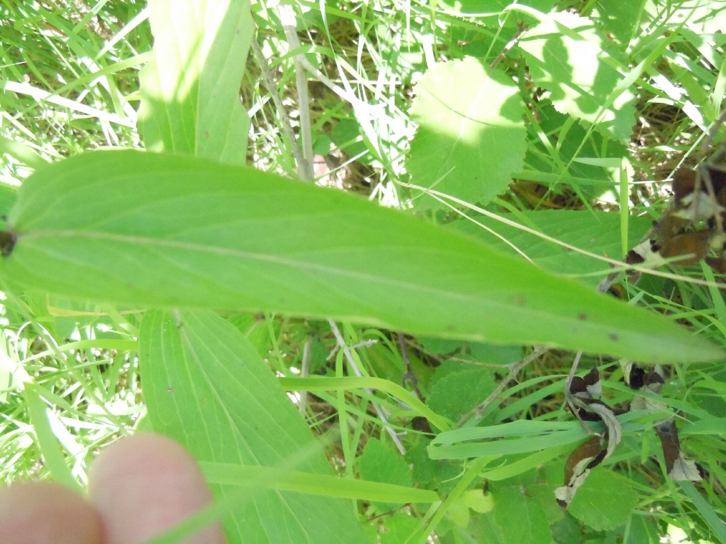 Digitalis micrantha (=Lutea  subsp.australis)