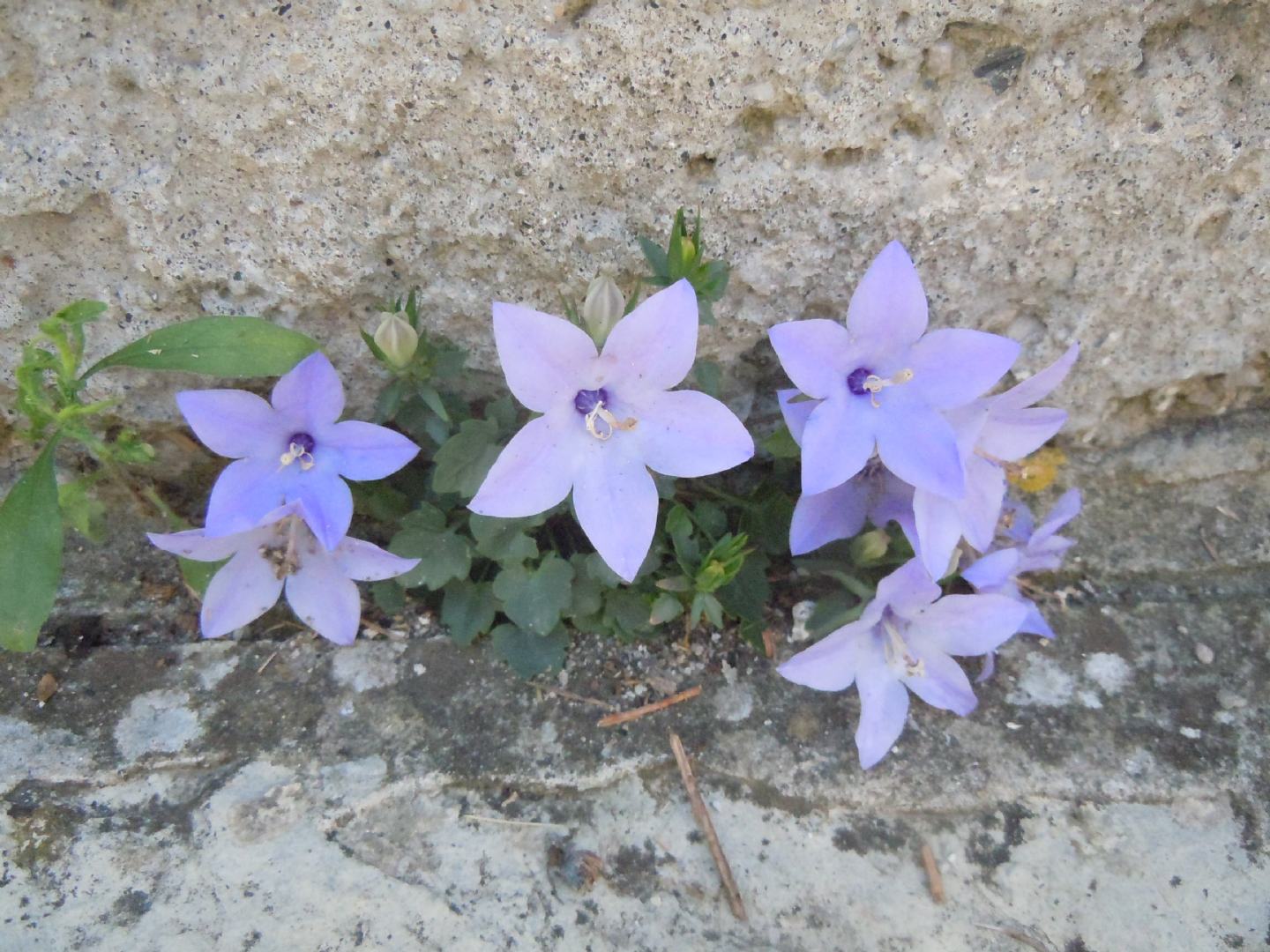 Campanula fragilis