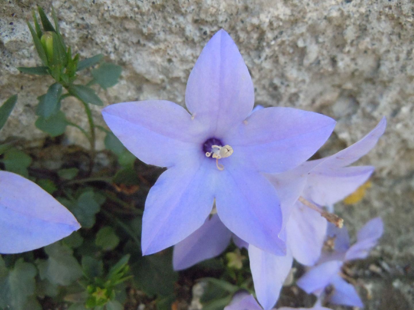 Campanula fragilis