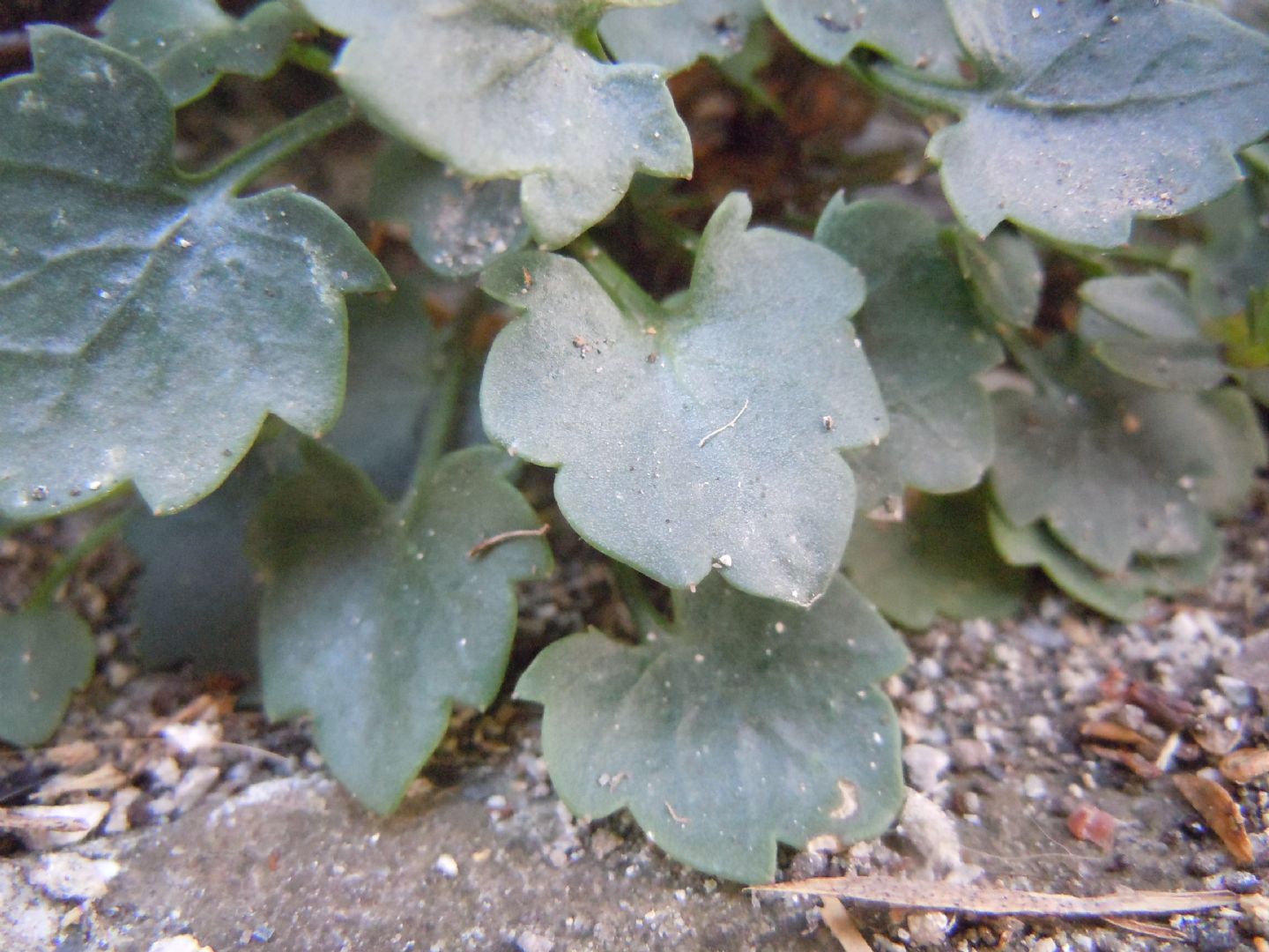 Campanula fragilis