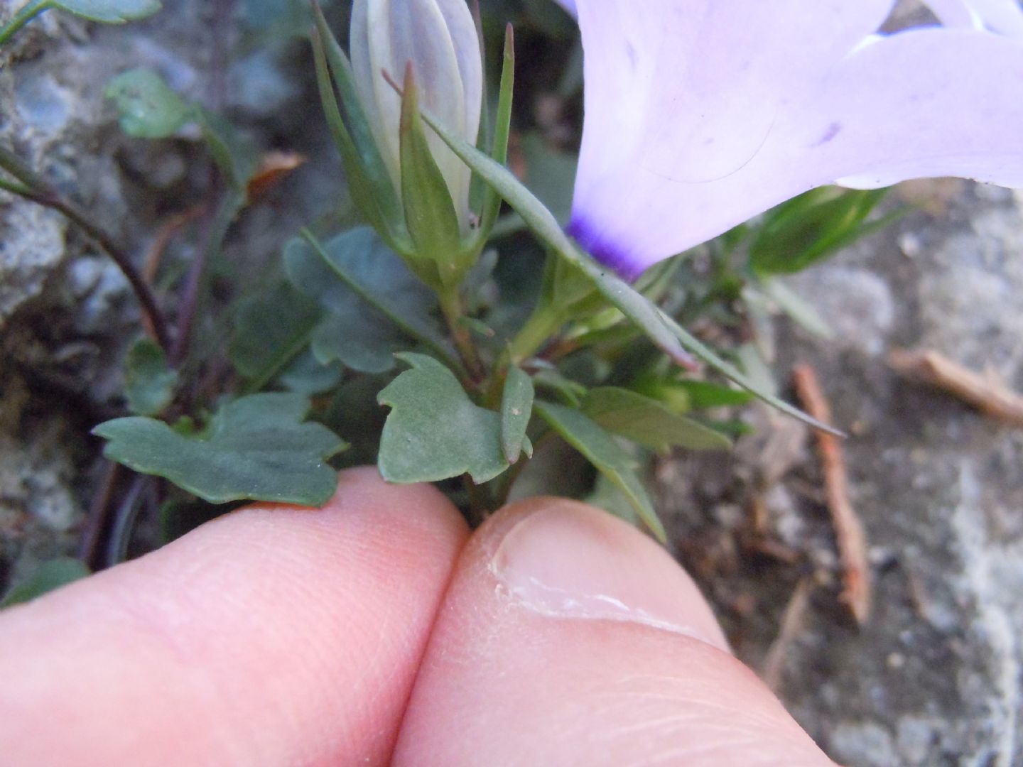 Campanula fragilis