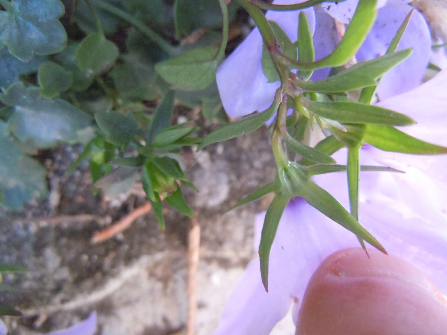 Campanula fragilis