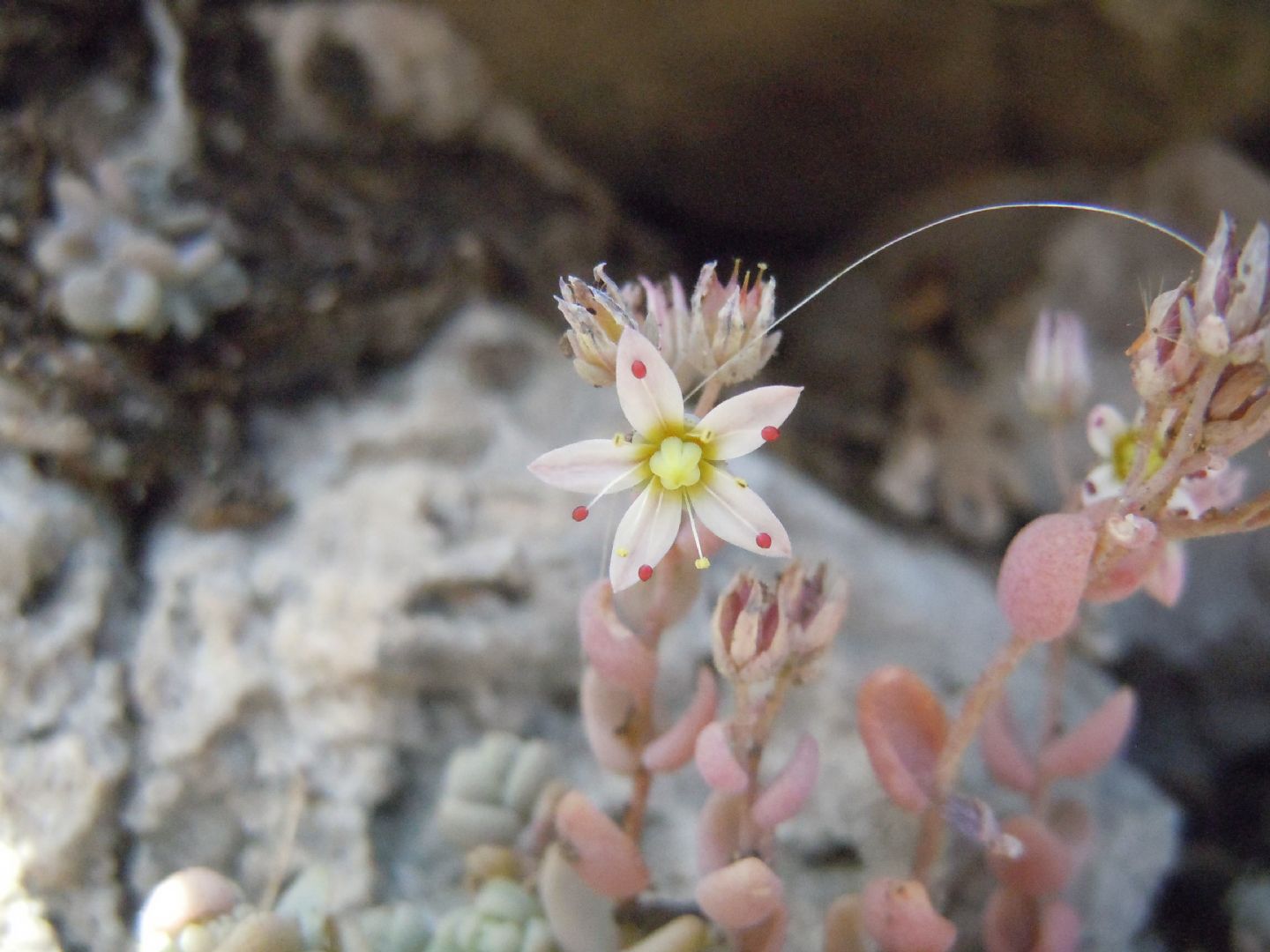 Sedum dasyphyllum