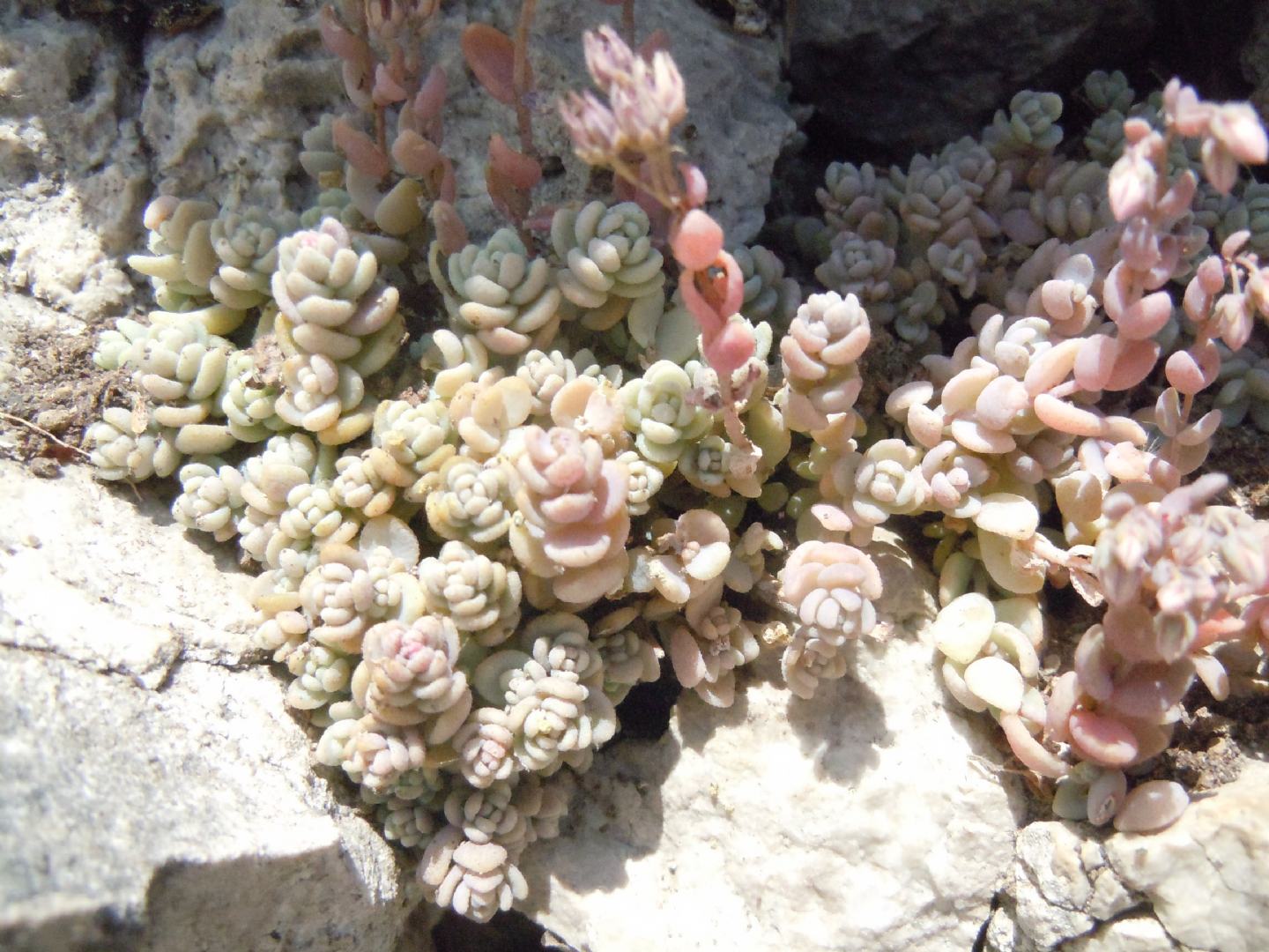 Sedum dasyphyllum