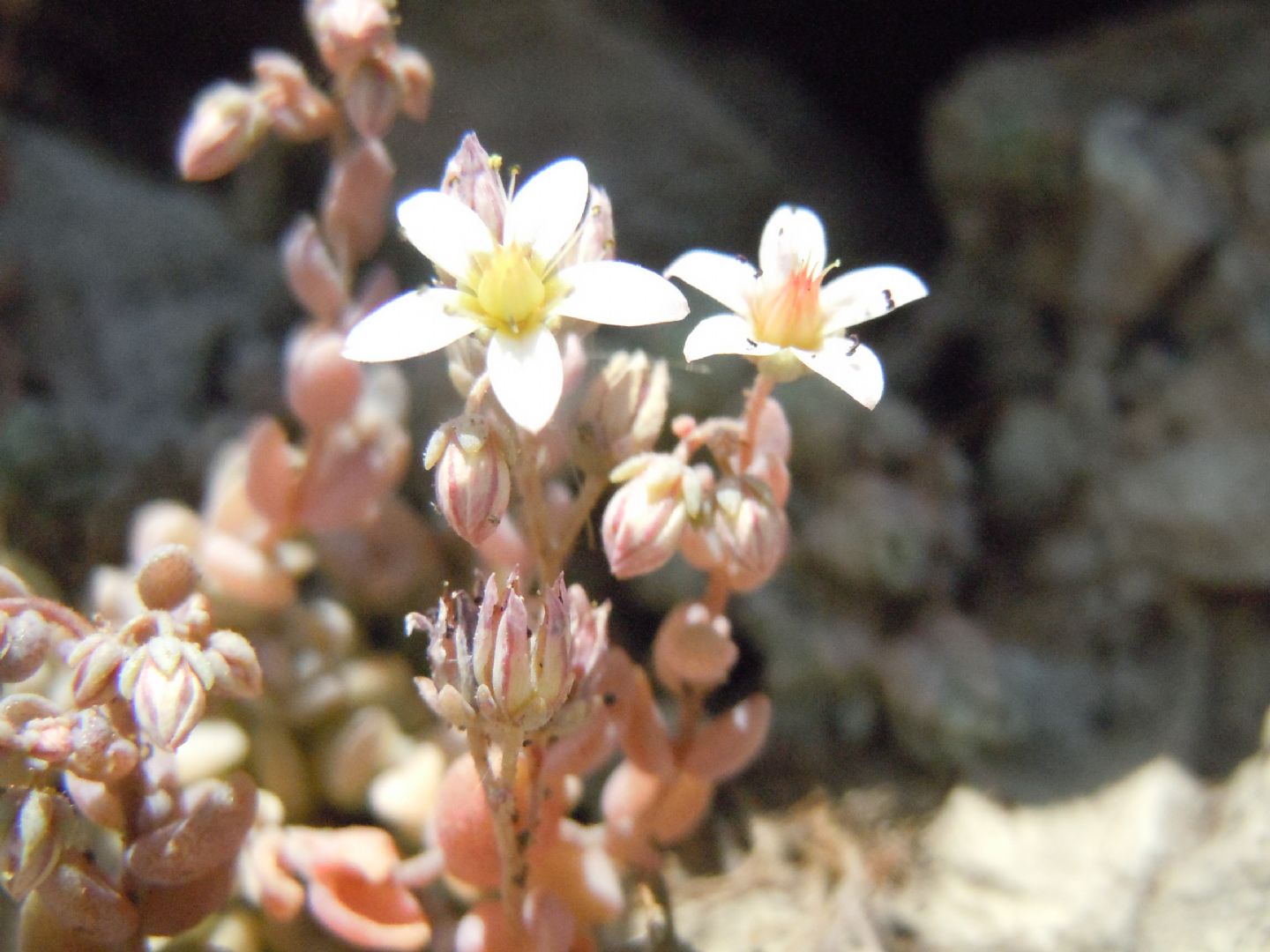 Sedum dasyphyllum