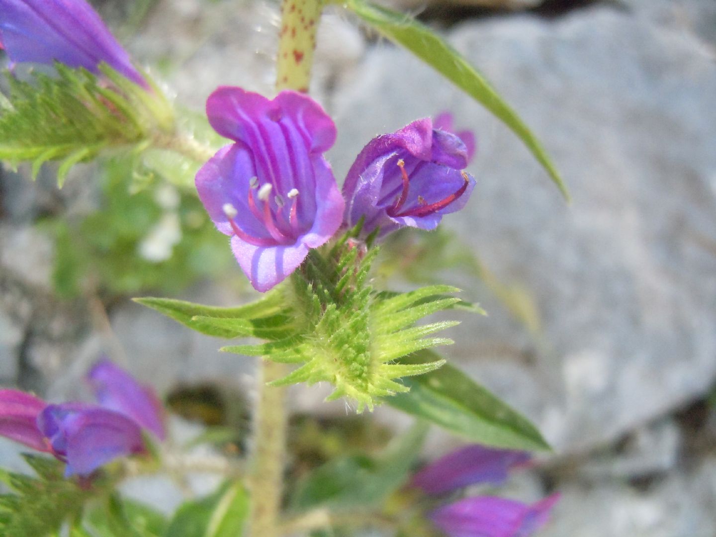 Echium vulgare