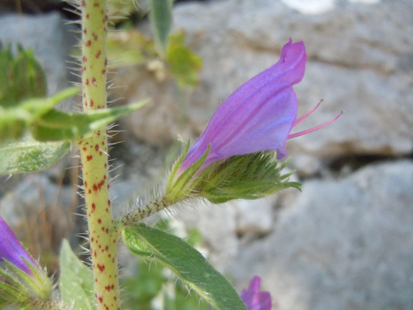 Echium vulgare