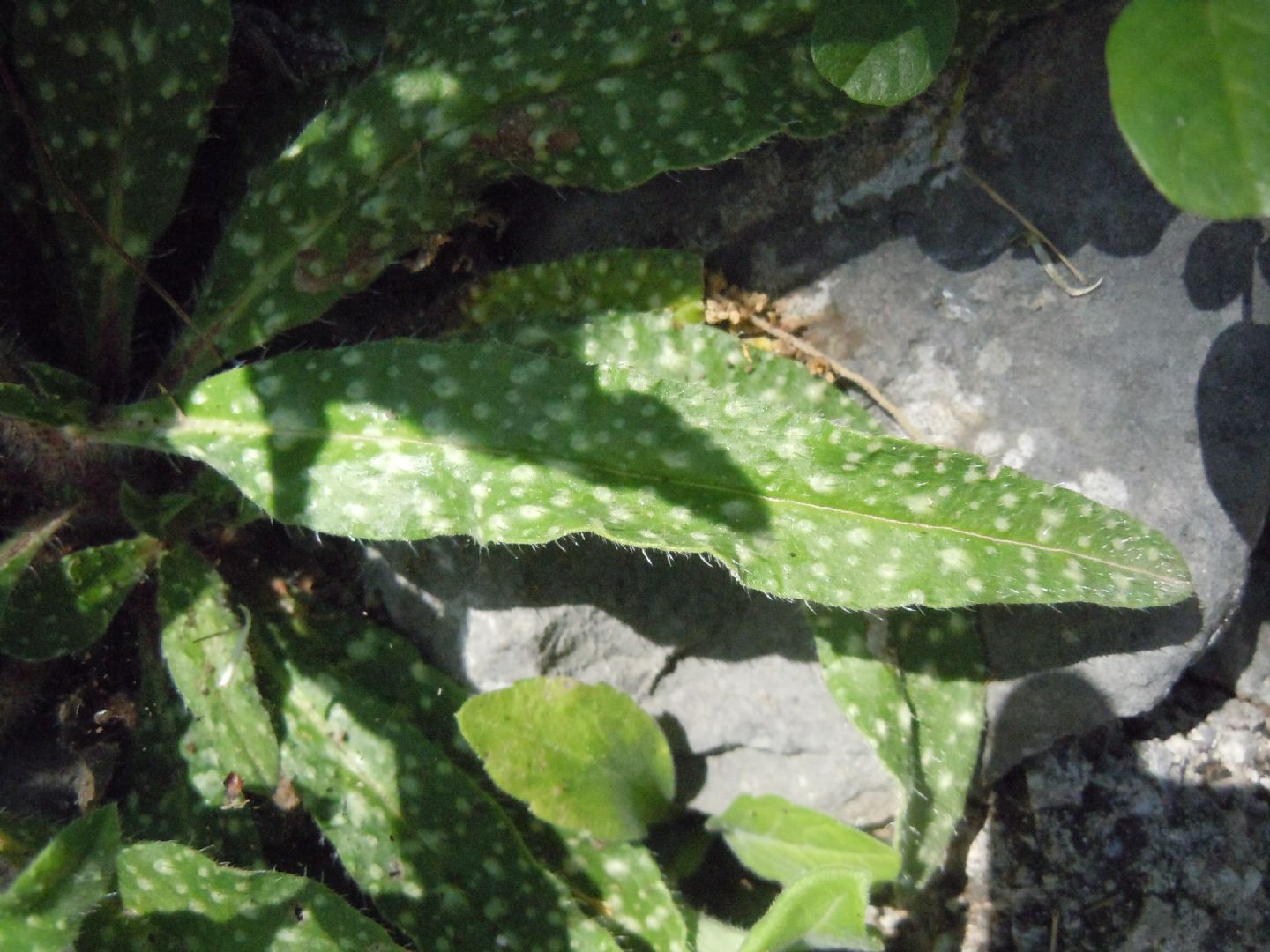 Echium vulgare