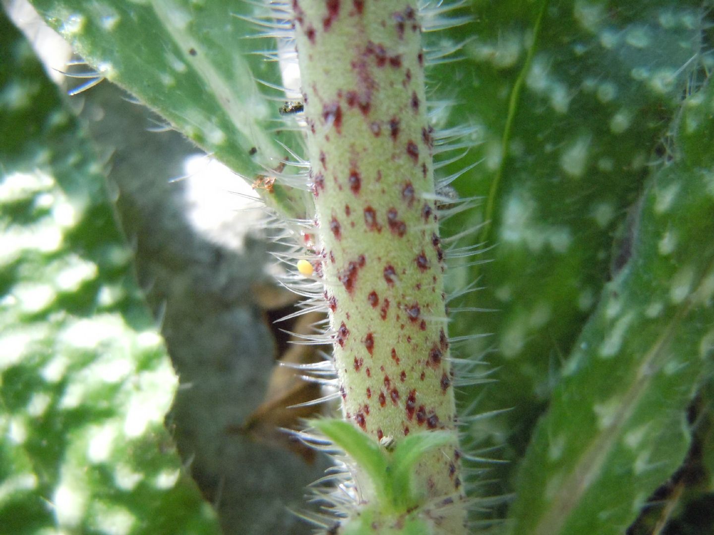 Echium vulgare